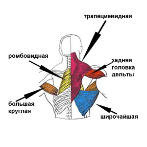 мышцы плеча и спины